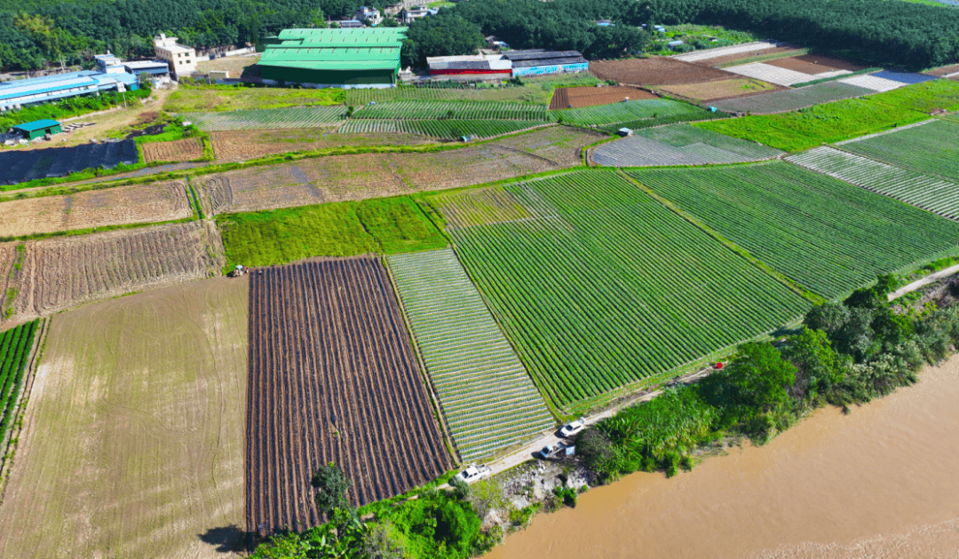 直供韩国！镇康榴莲蜜薯试种成功